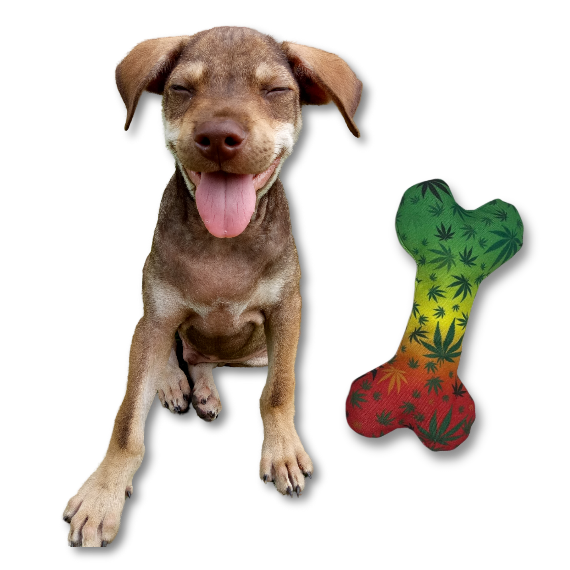 PAW:20 - Wholesale Pet Squeaky Toy - Dog - Stoned to da Bone, Rasta Weed Leaf Patten, 420 Bone Dog Toy7
