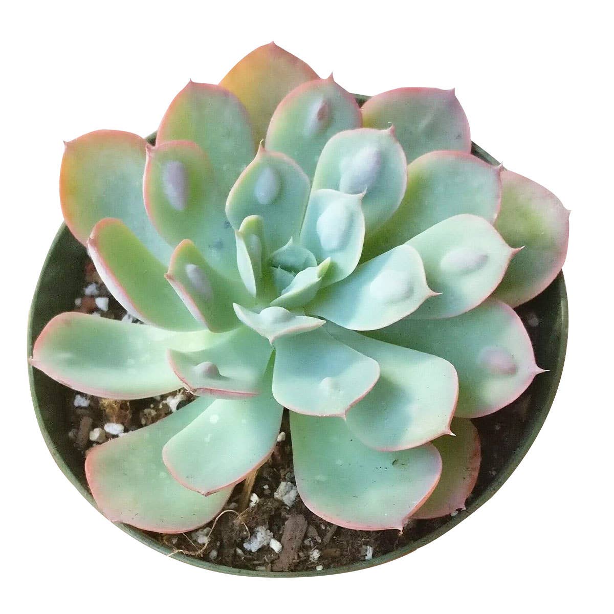 Best Plant Friend - Wholesale Succulent - Echeveria Raindrops - Unusual Succulent in 2in/4in Pot1