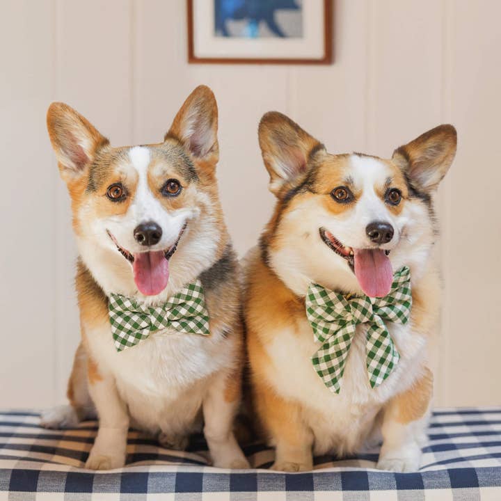 The Foggy Dog - Vente Nœud papillon – chien - Mini nœud Gingham Hunter vert pour femme HTH x TFD