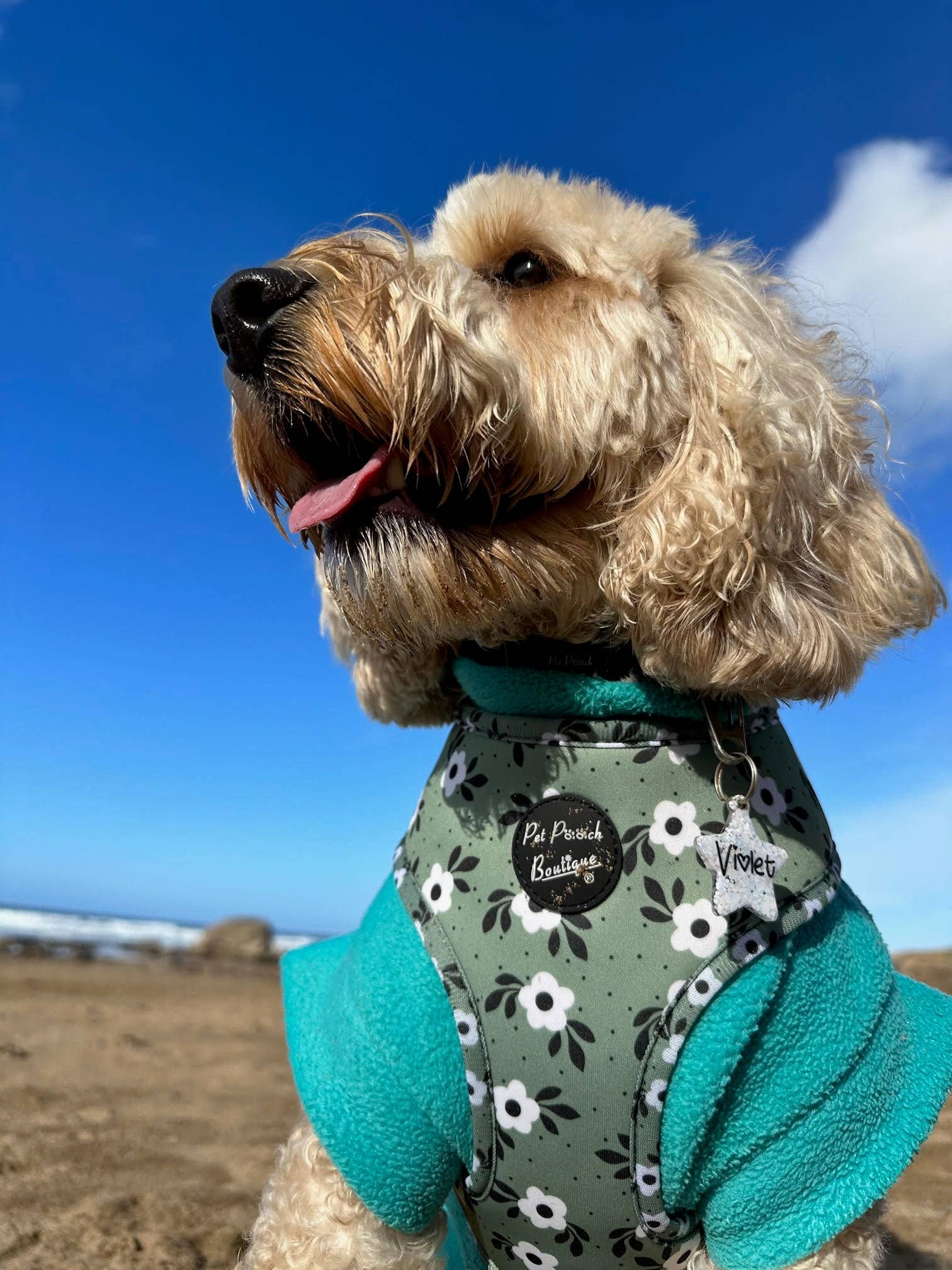 Pet Pooch Boutique – Arnês – Cão por atacado – Arnês Cão Green Meadow Daisy com Acessórios (floral)5