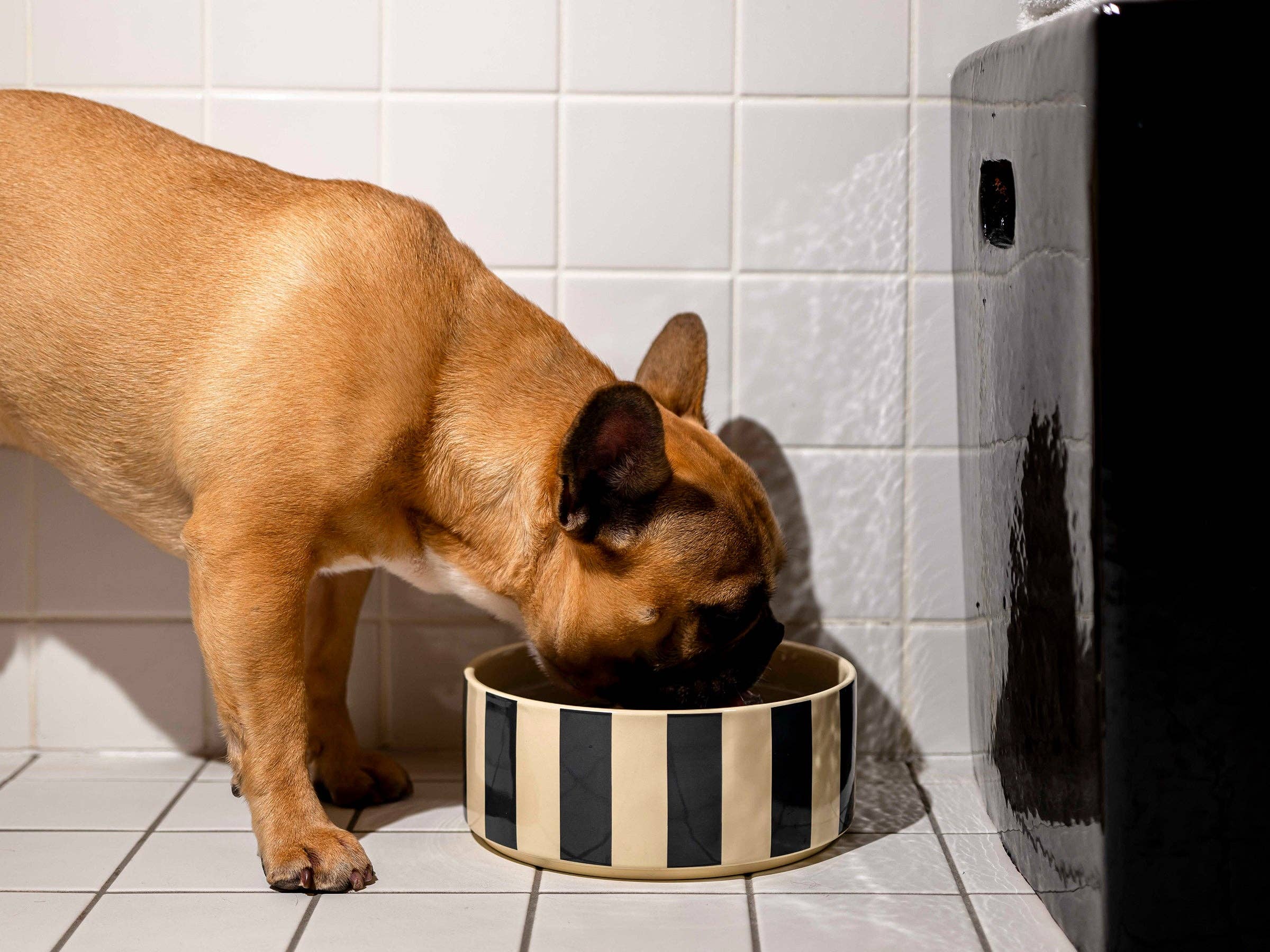 French Bandit - Wholesale Pet Bowl - Cat/Dog - Dog bowl MAMA ♥ BANDIT1