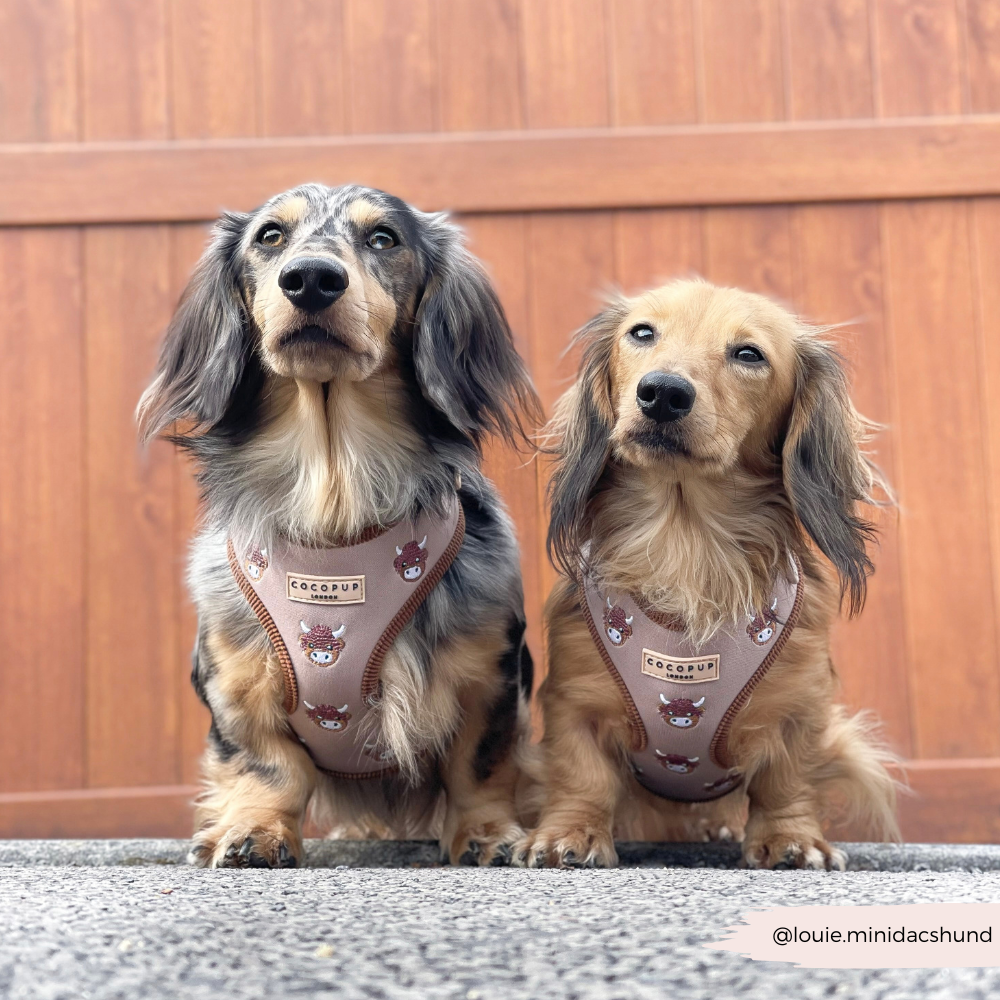 Cocopup London - Wholesale Pet Harness - Dog - Harold the Highland Cow Adjustable Neck HARNESS22