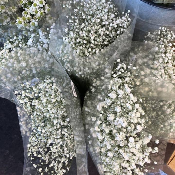 Kenty Home – wholesale Dried/pressed flowers – Dried gypsophila flower bouquet
