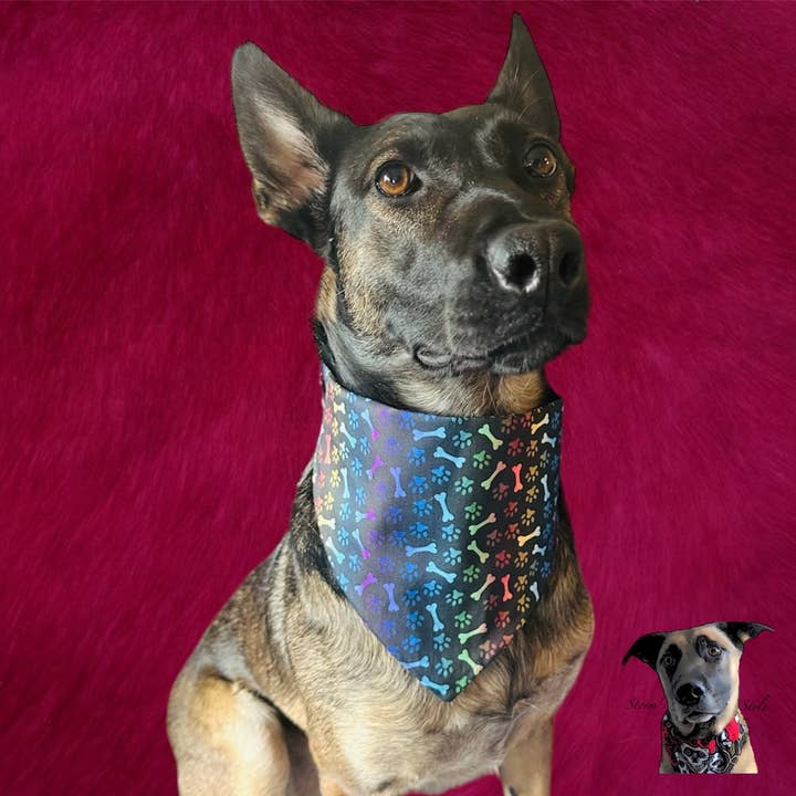 Multicoloured Bones & Paw Prints Black Bandanas - Cat Dog for wholesale by Storms Style