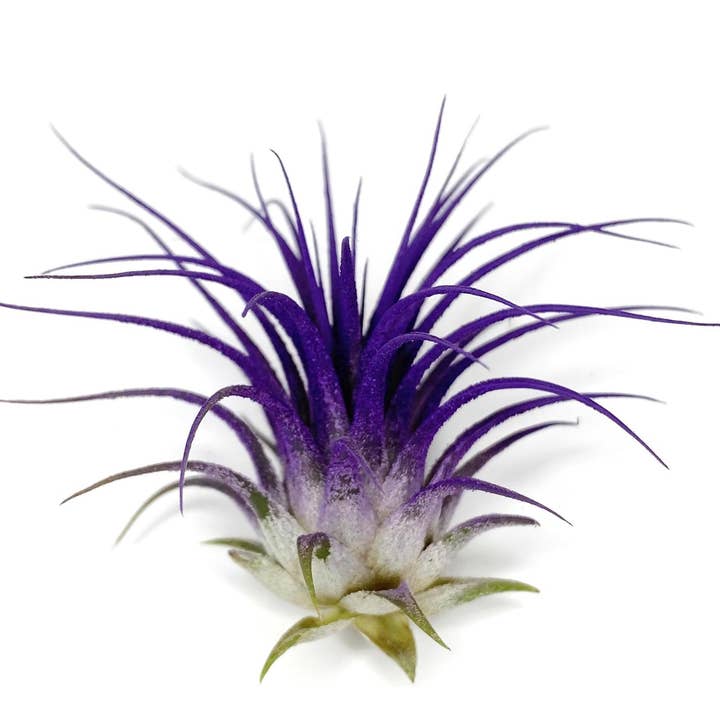 AURA 8 Art Boutique - Wholesale Live Plant - Ionantha Guatemala Tillandsia Air Plant Blue, Live Airplant