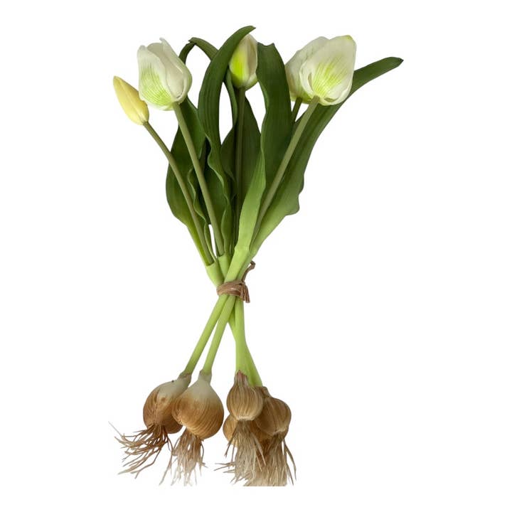 Tulip bunch x 5, 31 cm with bulb "soft touch" white for wholesale by Floratexx