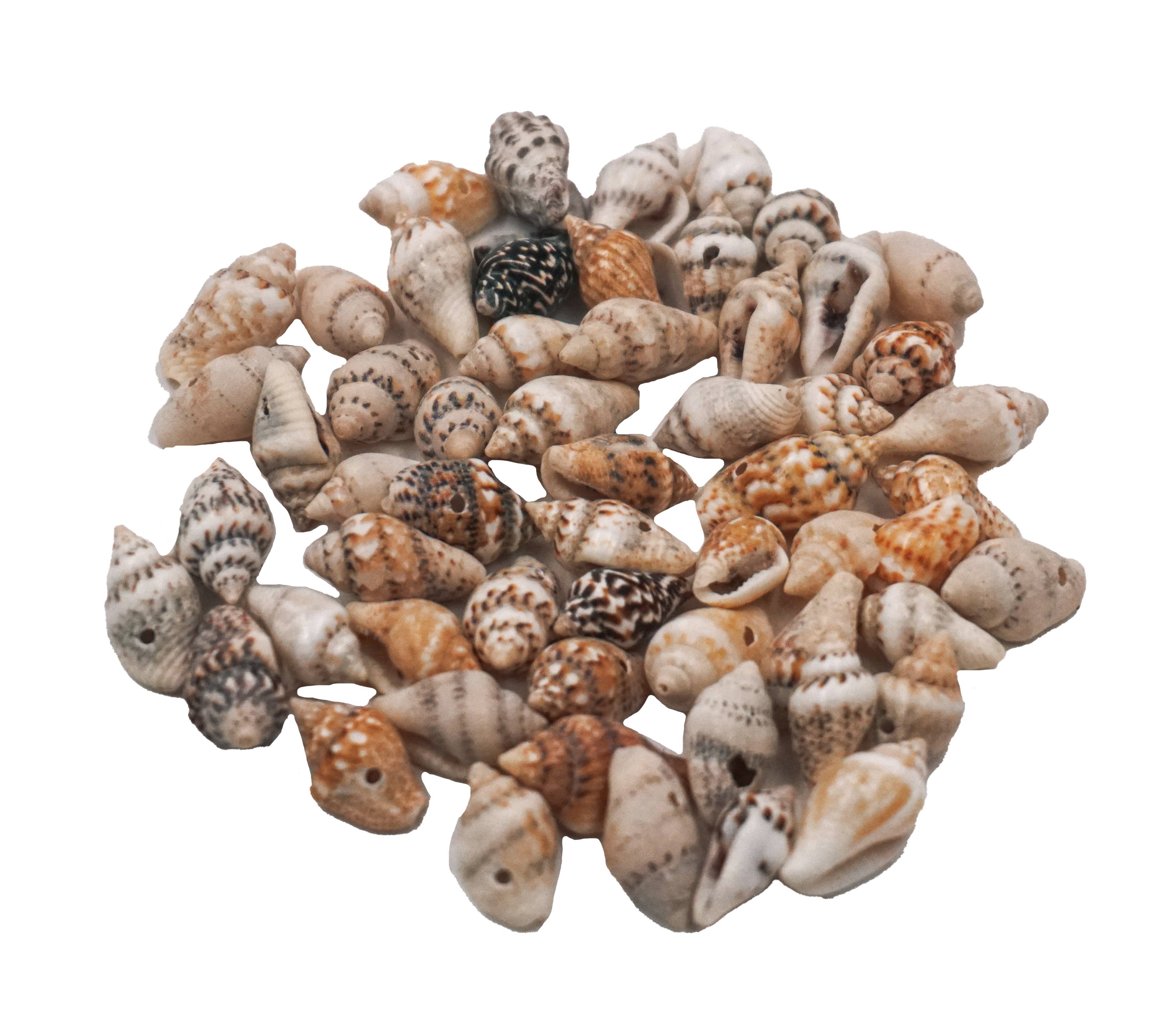 Angels Craft - Wholesale Beads - Assorted Small Sea Shell Conch Craft Beads1