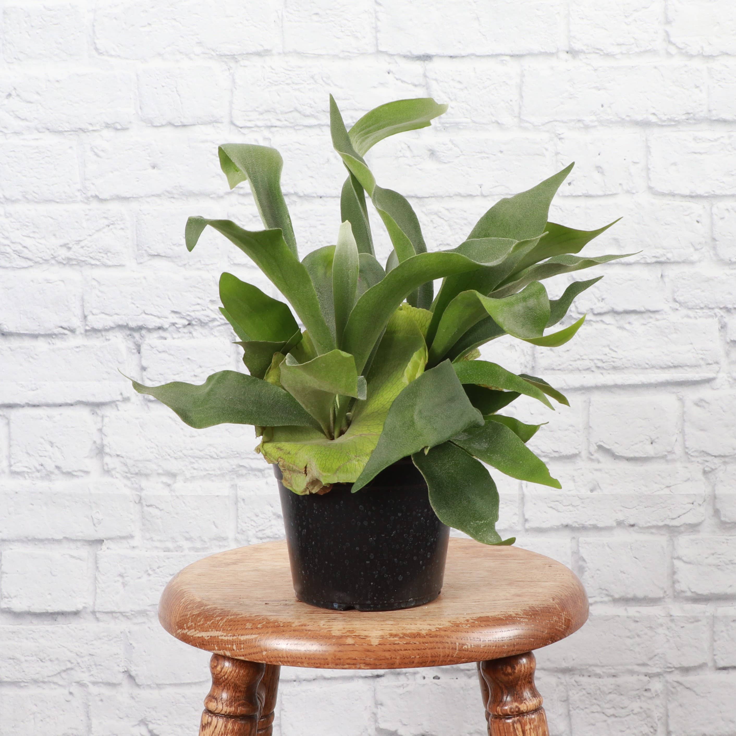 Thorsen's Greenhouse - Wholesale Live Plant - Staghorn Fern - Live Plant6