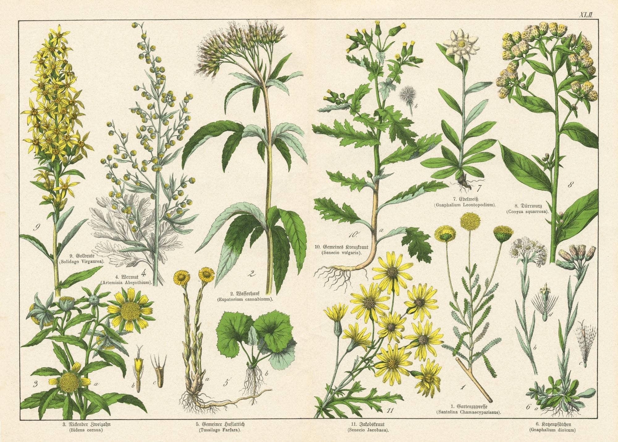 Mint by Michelle - Wholesale Craft Supplies - Vintage Botanicals - set of 8 botanical designs - Decoupage Paper8