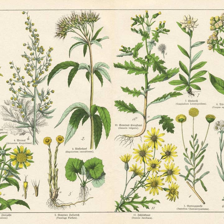 Mint by Michelle - Wholesale Craft Supplies - Vintage Botanicals - set of 8 botanical designs - Decoupage Paper8