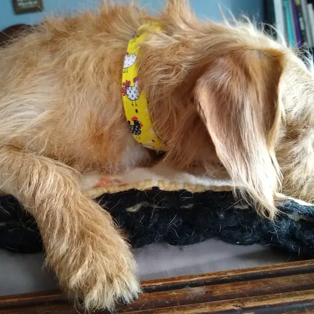 Very Vintage Designs - Vente Collier – chat et chien - Collier pour chien de ferme jaune – Motif poulet – Fait main en organique aux États-Unis10