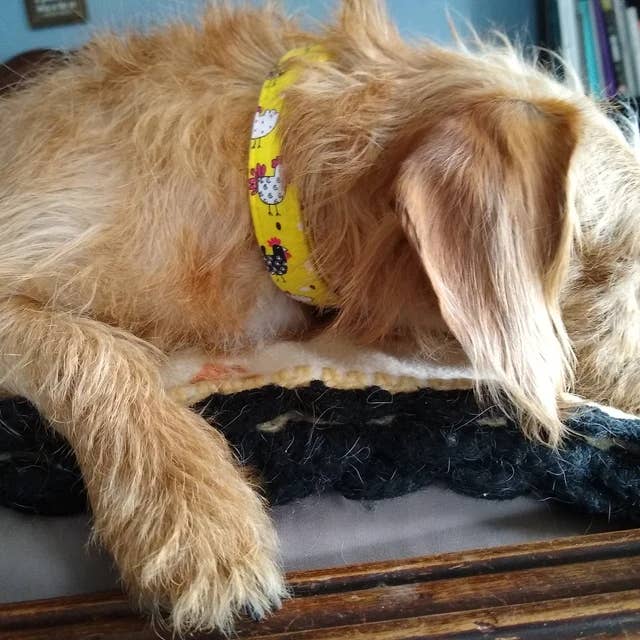 Very Vintage Designs - Vente Collier – chat et chien - Collier pour chien de ferme jaune – Motif poulet – Fait main en organique aux États-Unis10