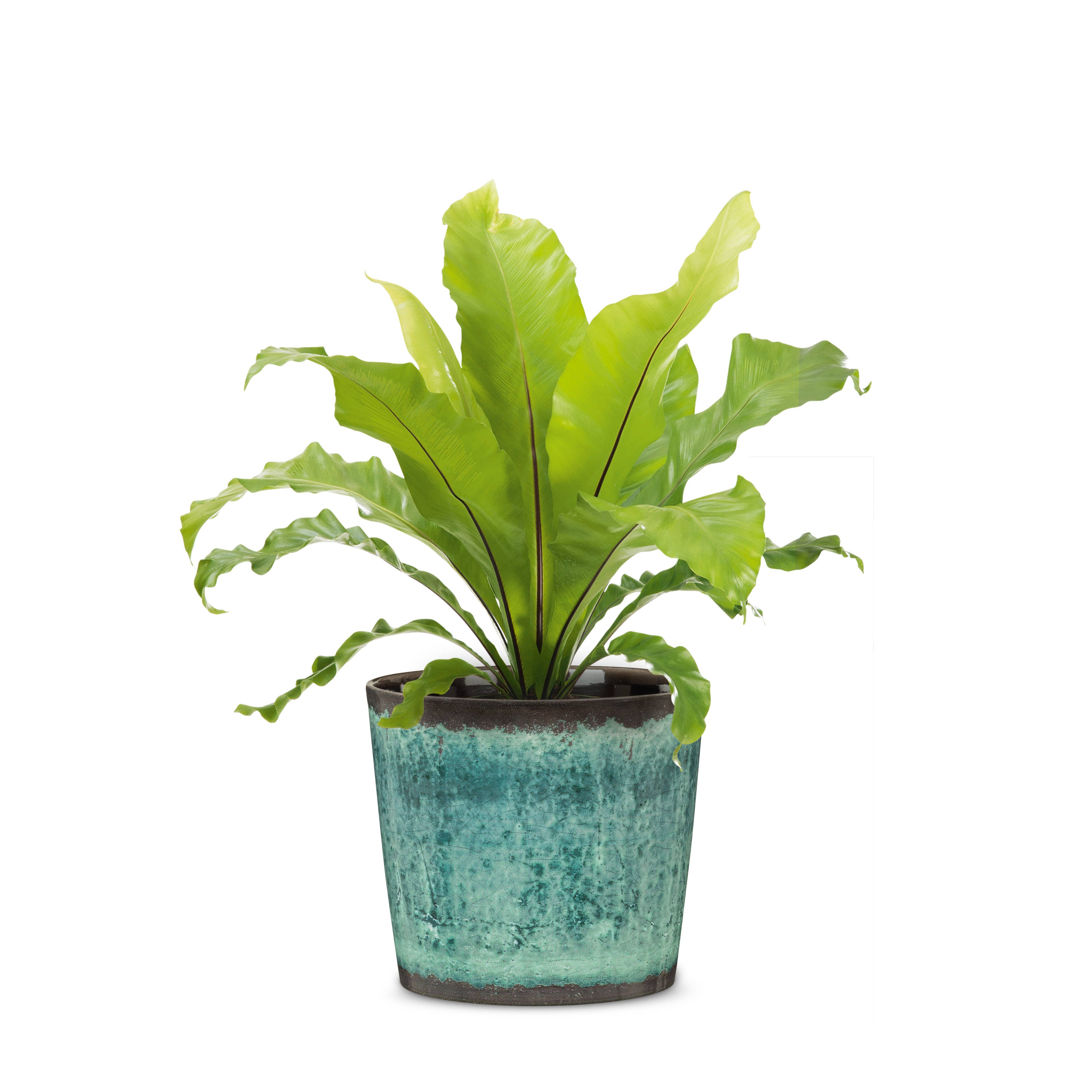 Scheurich - Wholesale Plant Pot - 870 ceramic flower pot/planter6