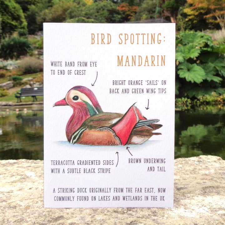 Birdwatching: Mandarin Blank Greetings Card for wholesale by Little Plover