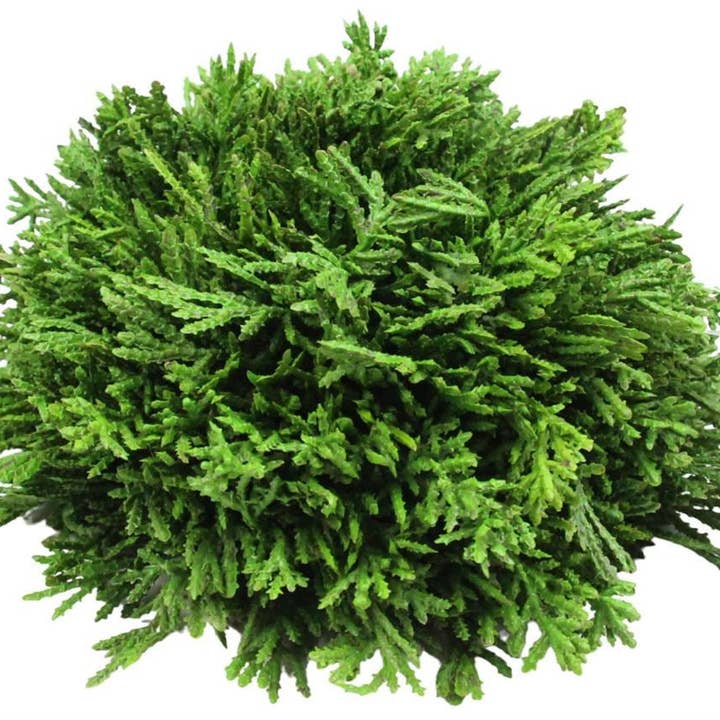8 ”Dia platt botten cederboll naturlig FC2212 för wholesale av Trendy tree