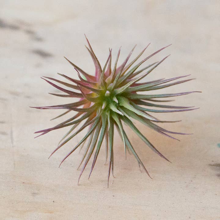 Chive - Wholesale Artificial Plant - Air Plant Artificial Kit - 60 piece Assortment8