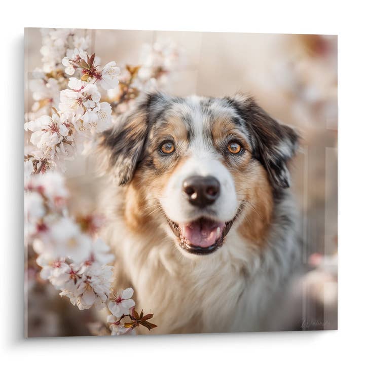 Tableau Berger Australien aux Yeux Ambrés avec Fleurs de Cerisier - Portrait Printanier - Edition Tableau Berger Australien pour la vente par Walensky