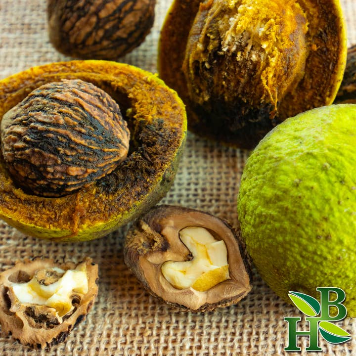 Herb To Body - Wholesale Herbs - Black Walnut Hull C/S 4oz