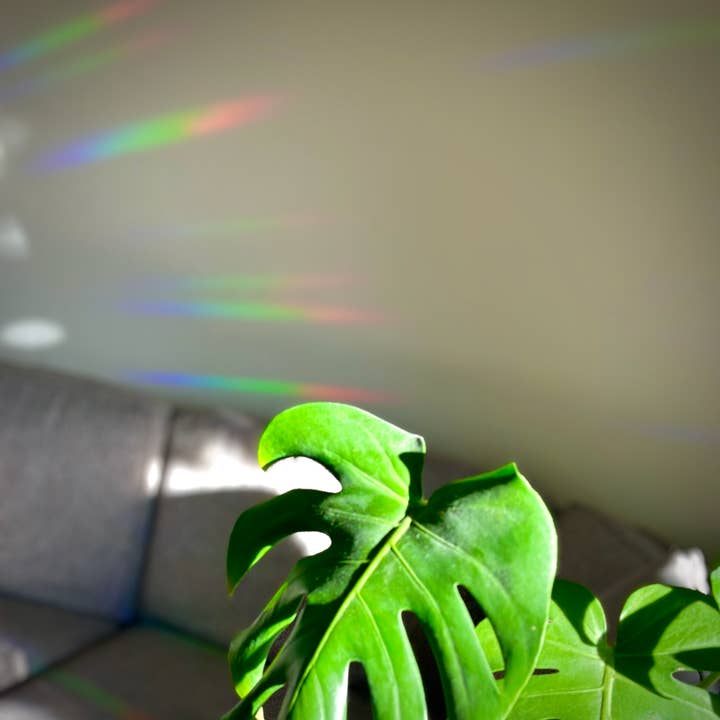 Plant Scouts - Wholesale Suncatcher - Rainbow Making Suncatcher Window Decal - Pink Princess3