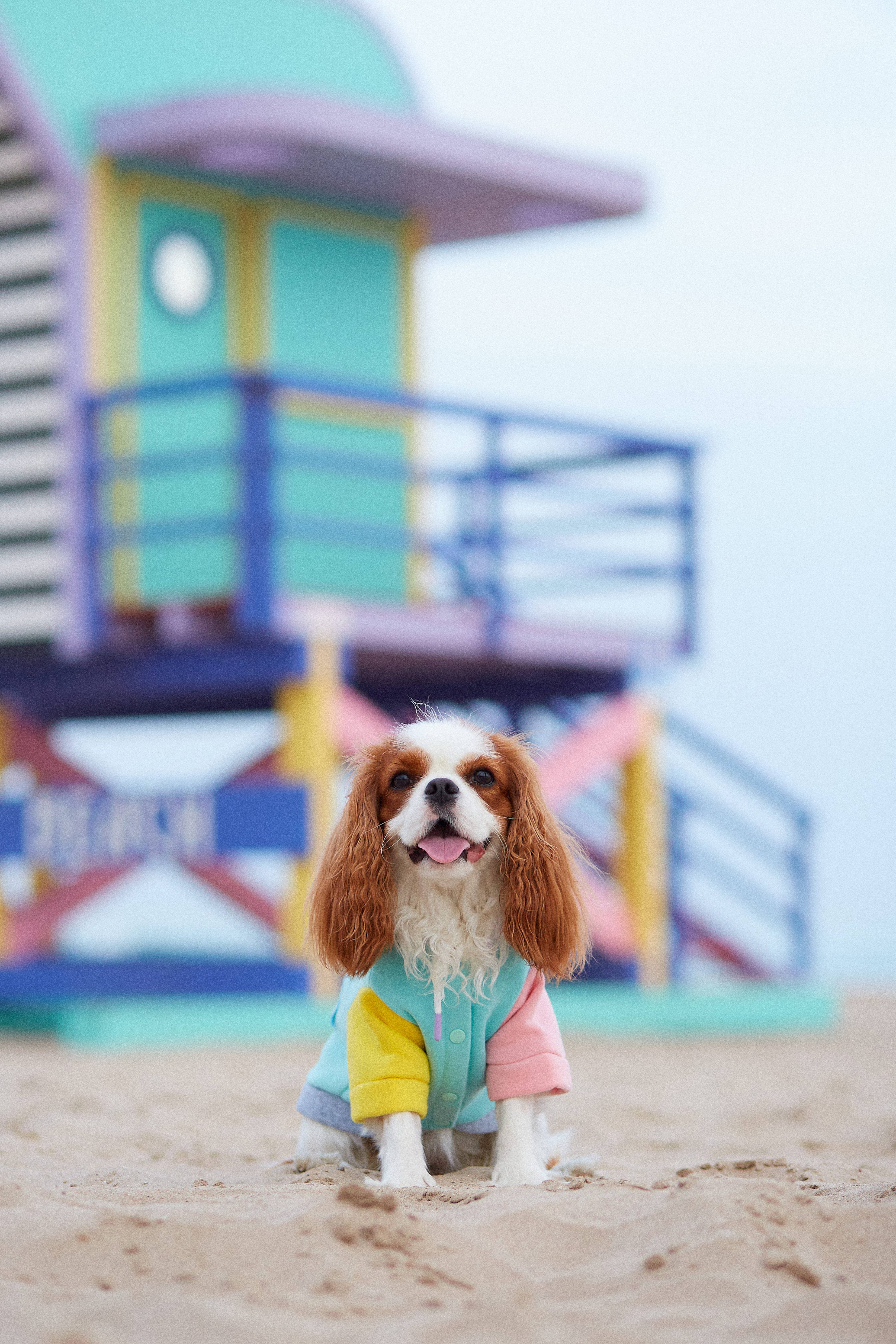 ARISTOPET - Wholesale Pet Hoodie - Dog - AUGUSTO AQUA HOODIE SWEATSHIRT17