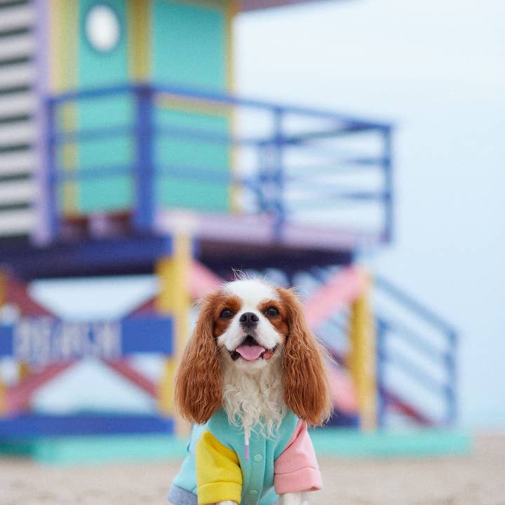 ARISTOPET - Wholesale Pet Hoodie - Dog - AUGUSTO AQUA HOODIE SWEATSHIRT17