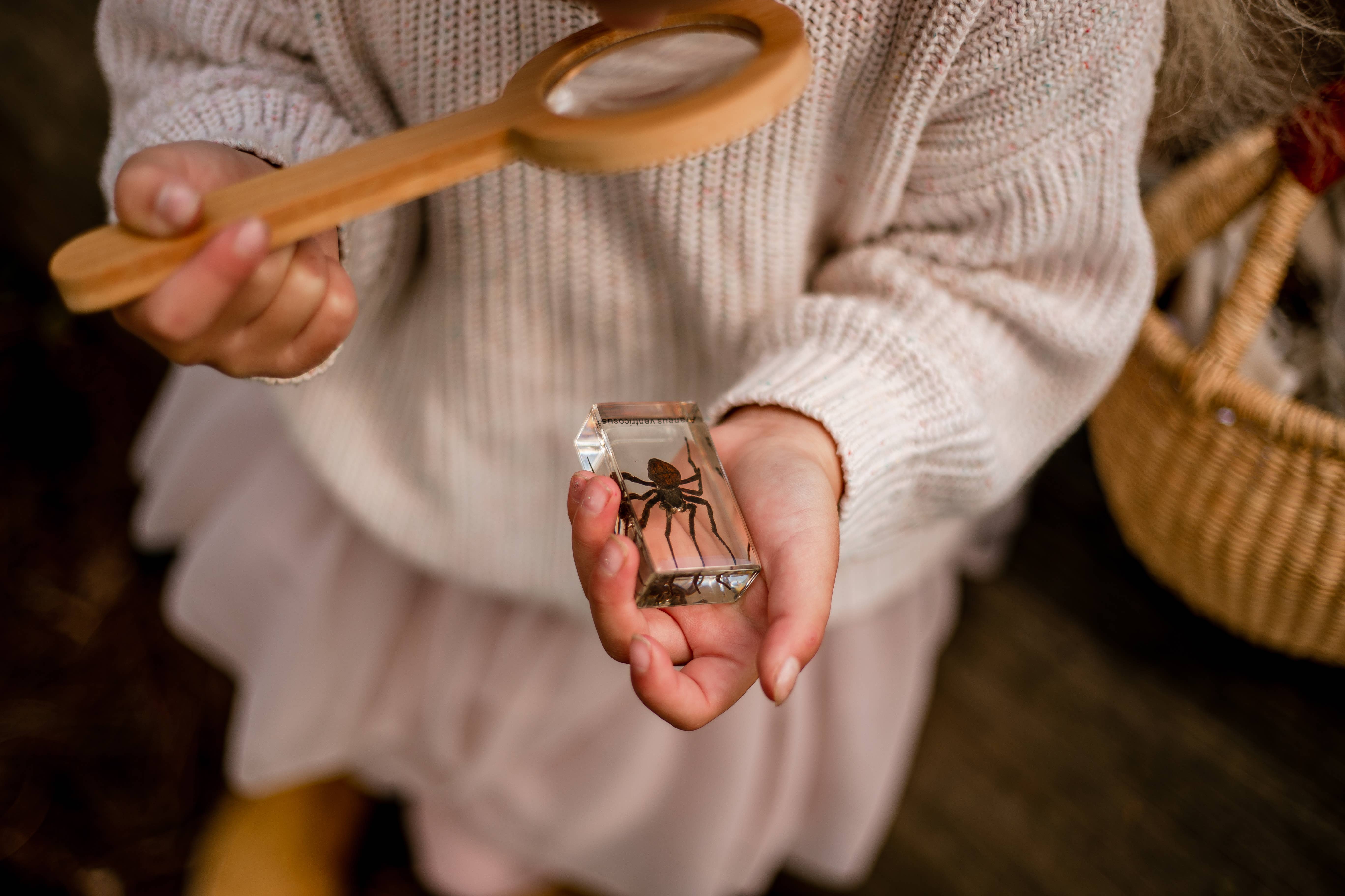 Our Earth Life – wholesale Decorative tabletop object – Spider Specimen Set1