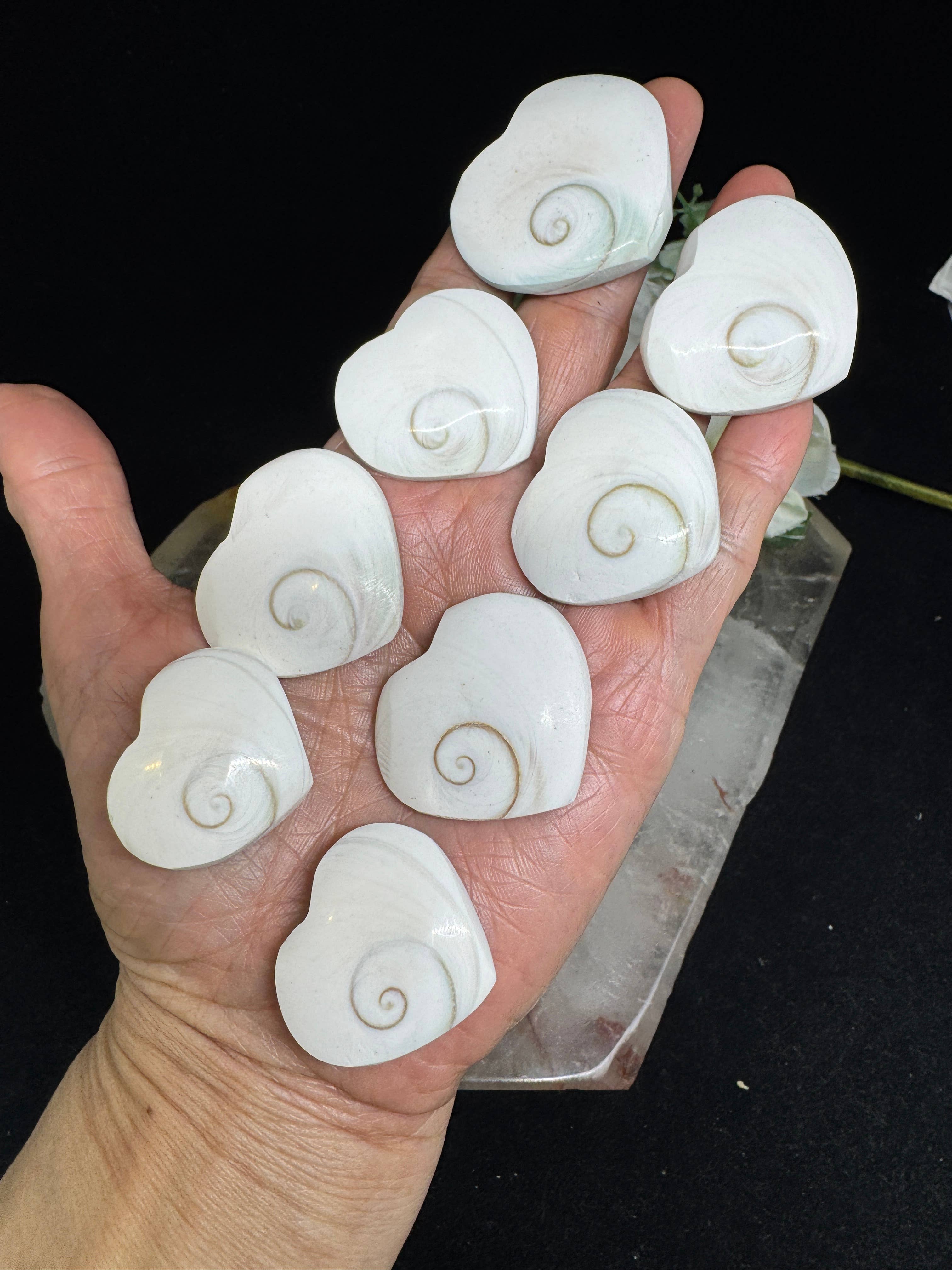 The 7 Directions - Wholesale Spiritual Stone/Crystal - 8 pc Shiva Shell hearts with info card 26-40 mm FX163