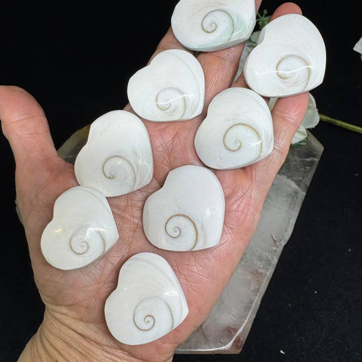 The 7 Directions - Wholesale Spiritual Stone/Crystal - 8 pc Shiva Shell hearts with info card 26-40 mm FX163