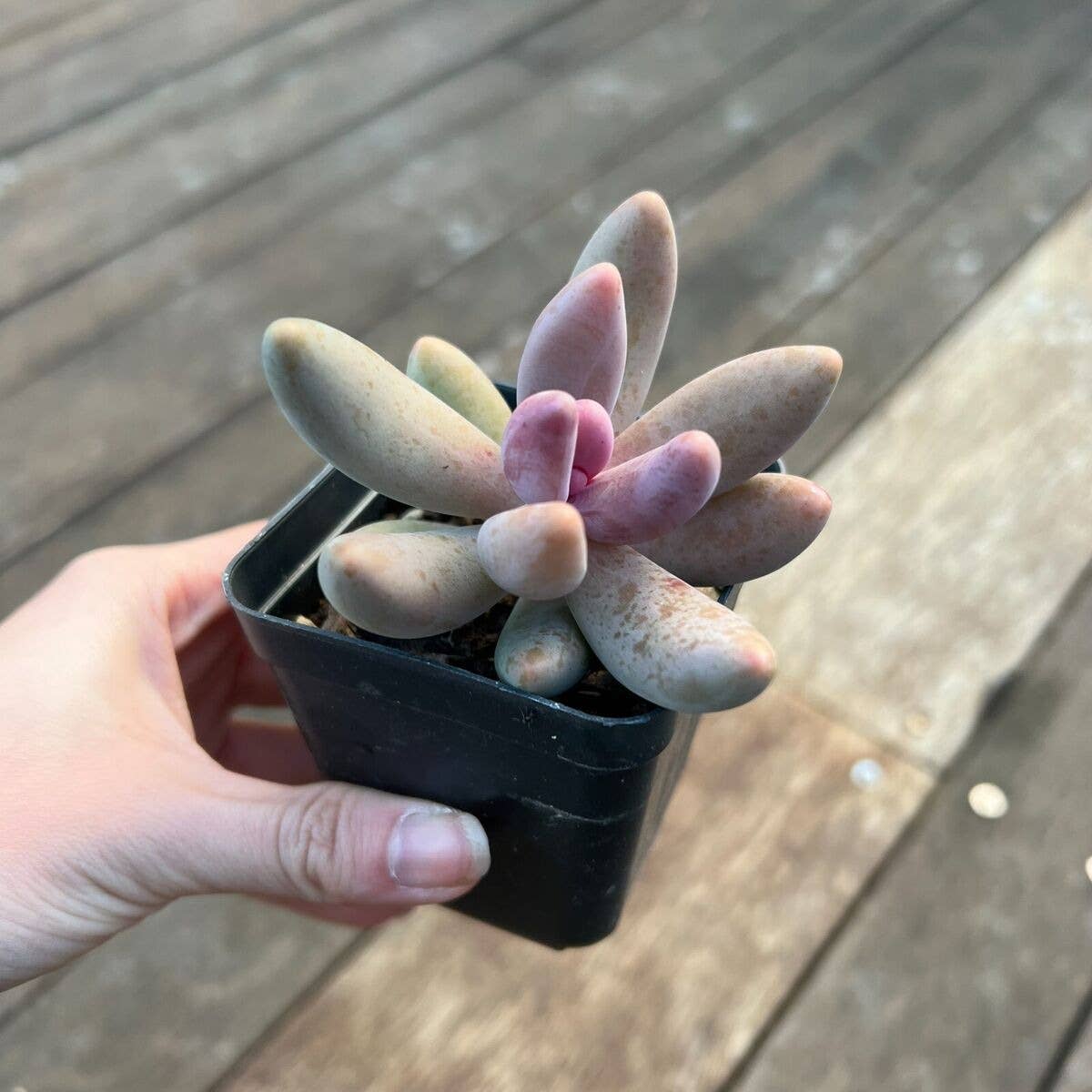 Best Plant Friend - Wholesale Succulent - Rare Pachysedum Ganzhou Pink Succulent 2in/ 4in2