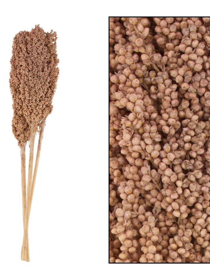 bouquet of 3 dried flowers for wholesale by DH&G