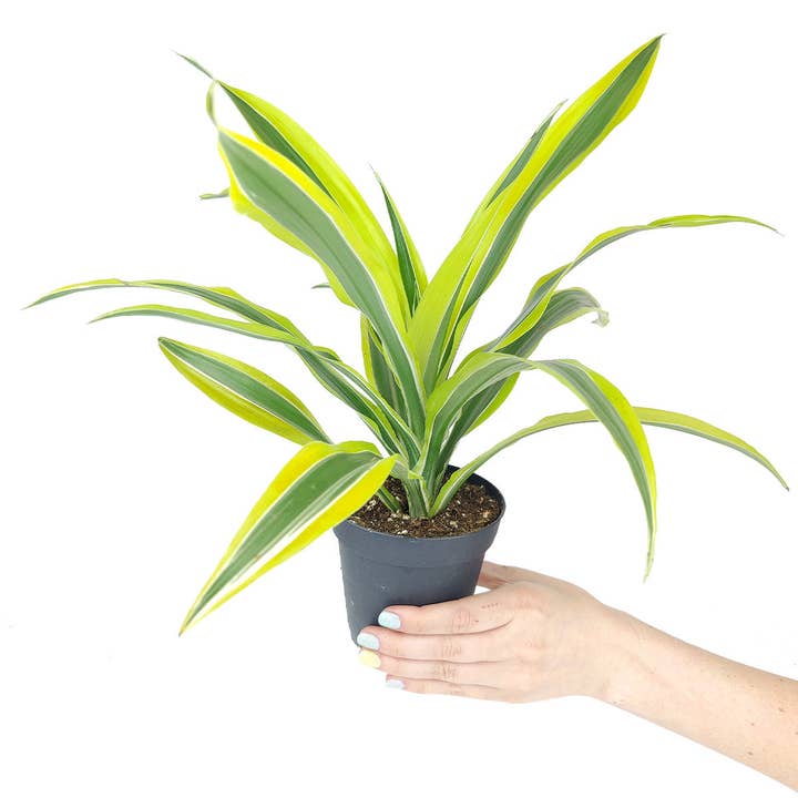Best Plant Friend - Wholesale Live Plant - Dracaena Lemon Lime - Air Purifying Plant - 4/6 inch Pot