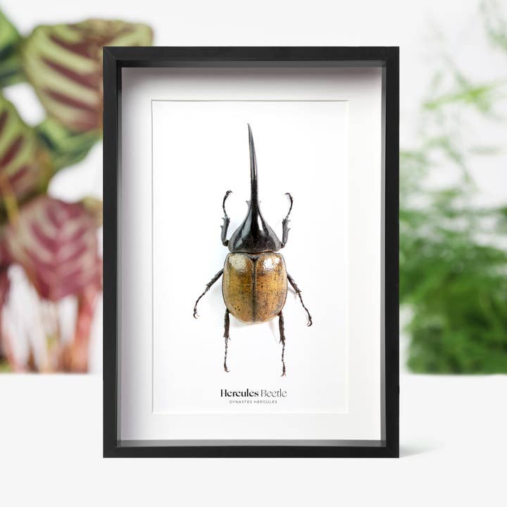 Hercules Beetle Insect Bug Entomology Taxidermy Box Frame for wholesale by Curated Studio