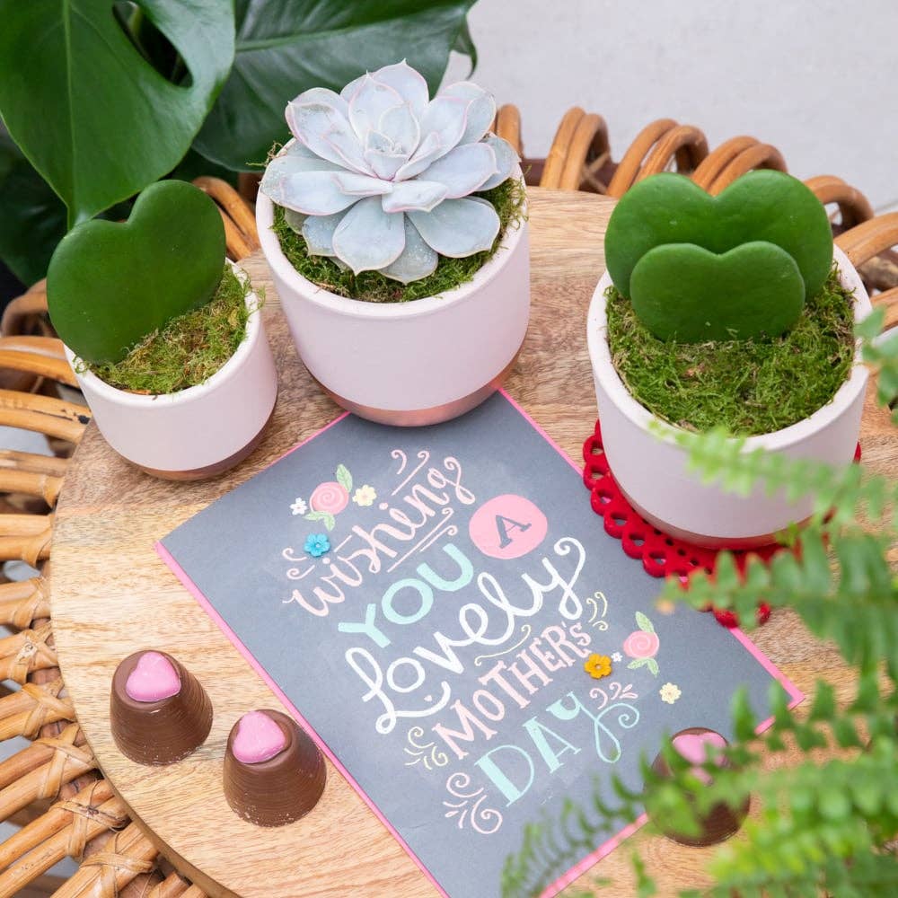 The Little Botanical – wholesale Succulent – Lilacina9