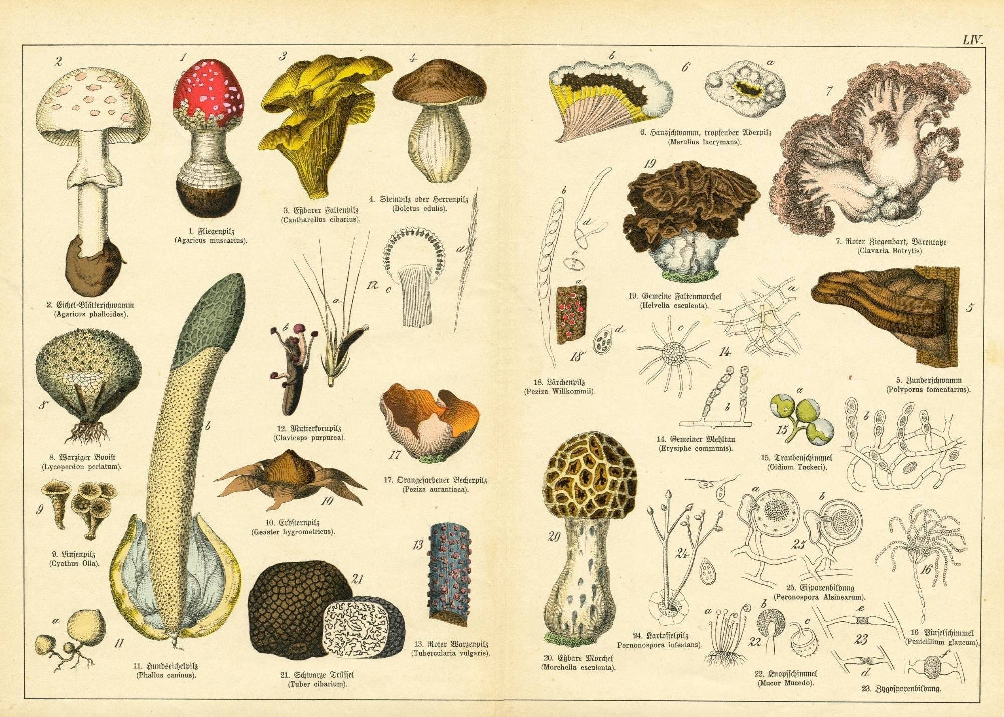 Mint by Michelle - Wholesale Craft Supplies - Vintage Botanicals - set of 8 botanical designs - Decoupage Paper2