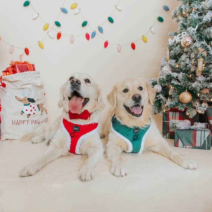 SASSY WOOF - Wholesale Pet Harness - Dog - Dog Adjustable Harness - Naughty10