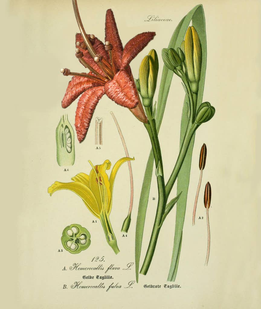 This Ilk - Wholesale Dangle Earrings - Lilium earrings28