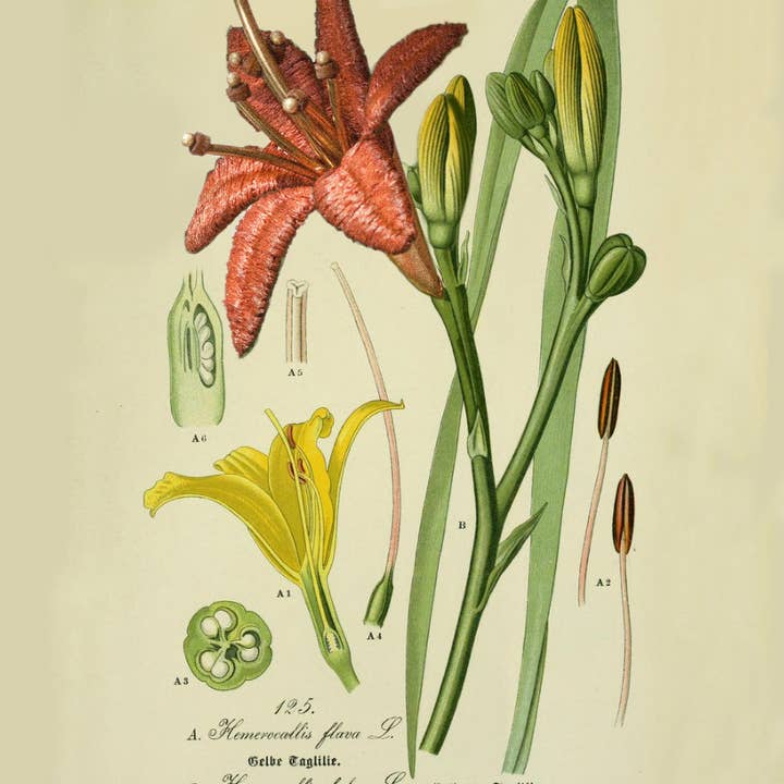 This Ilk - Wholesale Dangle earrings - Lilium earrings28