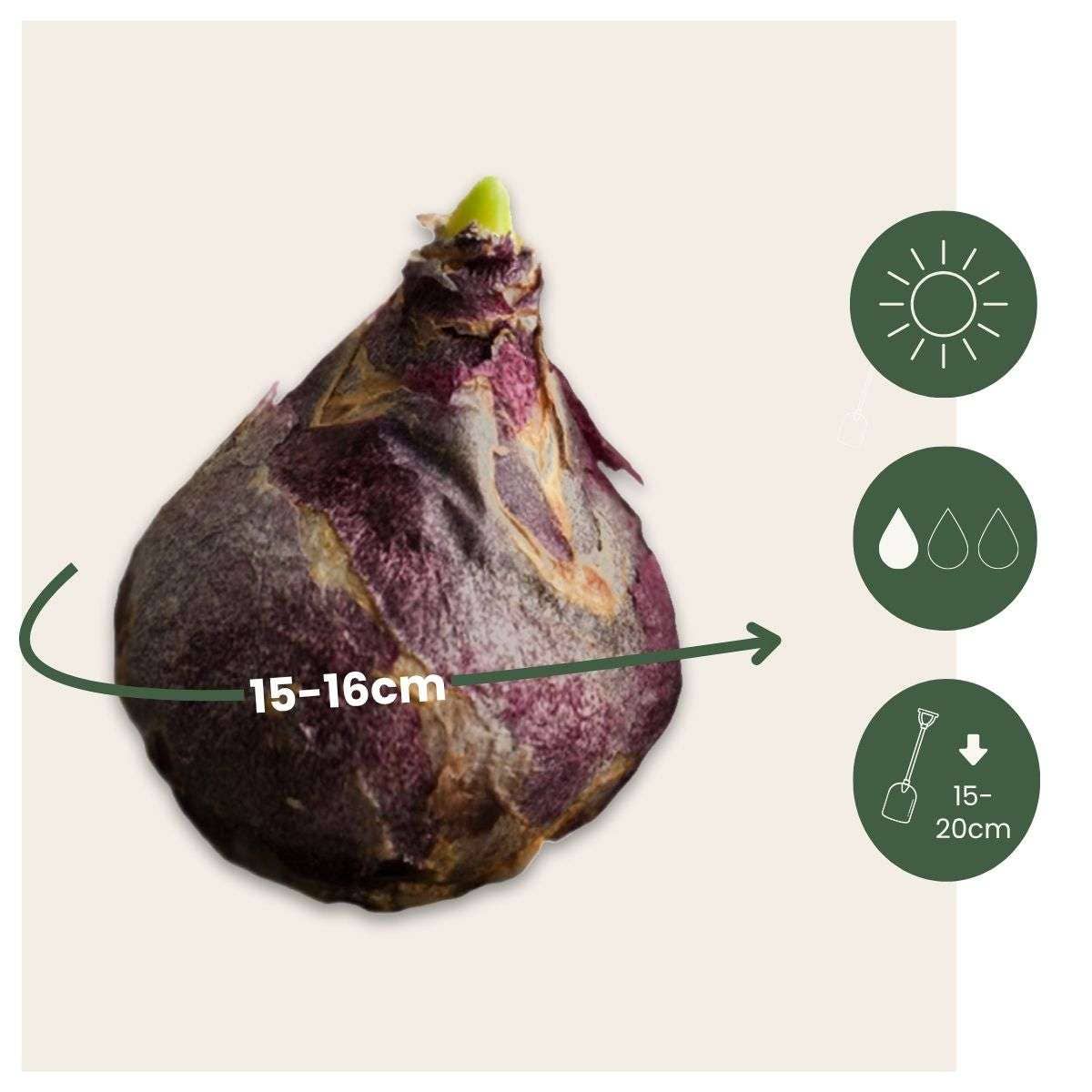 Oasis of Life - Wholesale Live Plant - Hyacinth bulbs – 10 flower bulbs – Hyacinthus "Purple Voice" – Fragrant purple spring bloomers – Flower bulbs for garden, bed & pot – Height 20–30cm – Hardy & easy to care for2