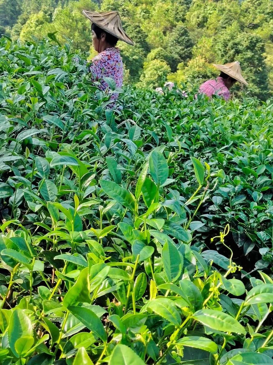 NIUKA Tea & Botanicals - Wholesale Loose Tea - Oolong Tea (green): Golden Jade5