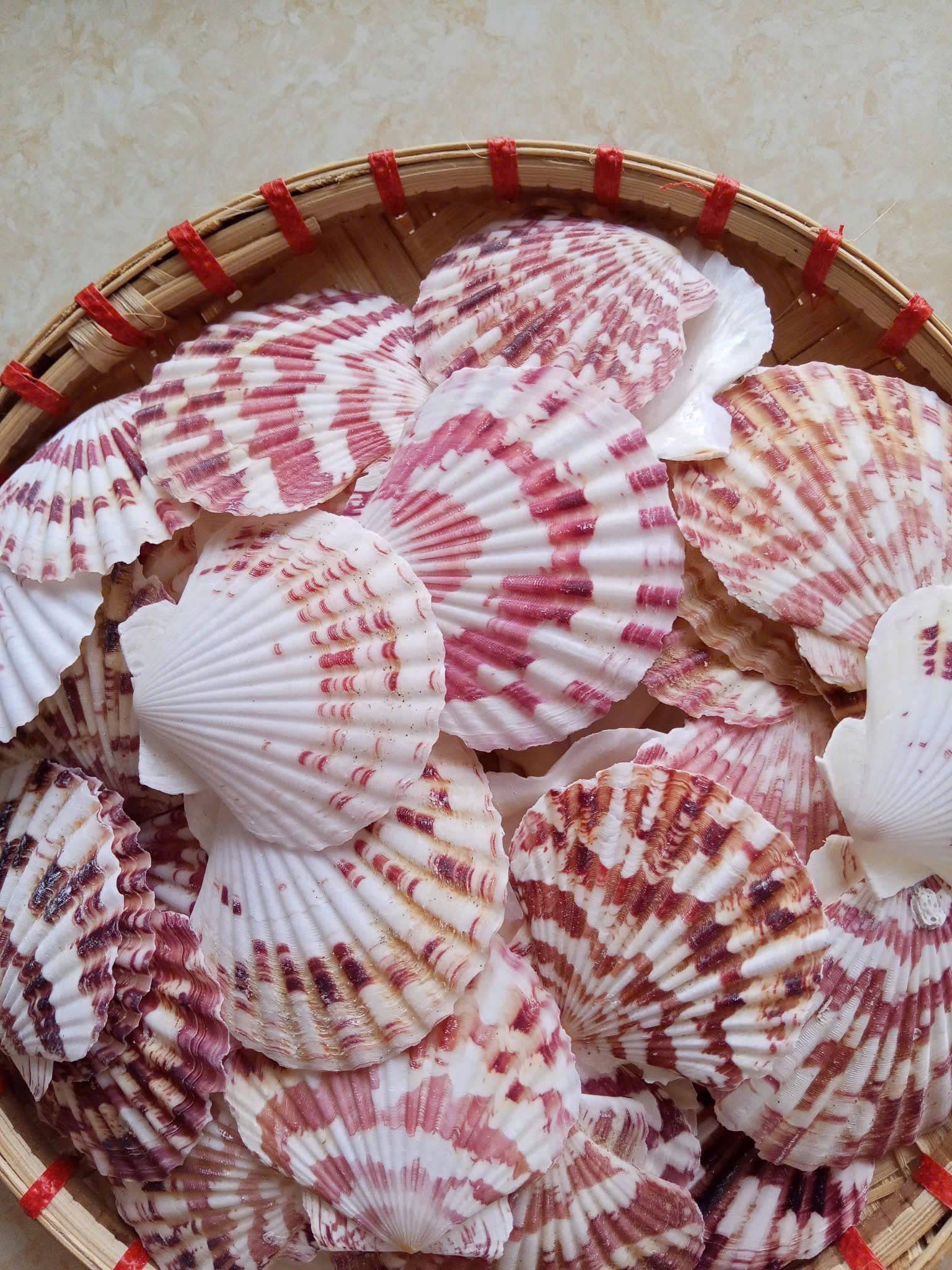 Tonkin Handicraft - Wholesale Decorative Tabletop Object - Natural Scallop Shells5