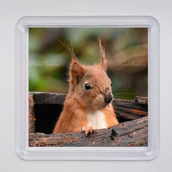 Red Squirrel 3 Coaster for wholesale by David B Pix