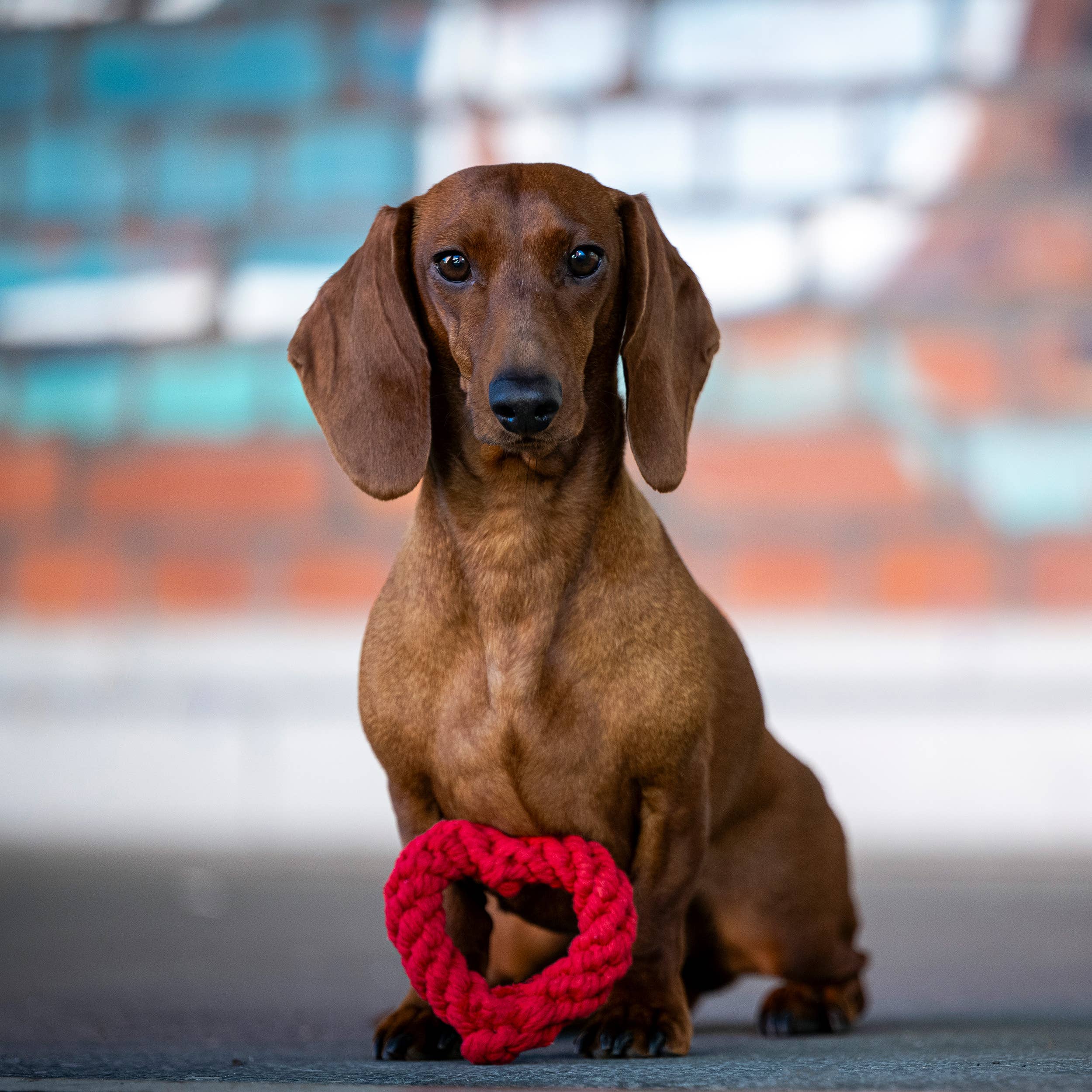 LABONI - Volentis GmbH - Wholesale Pet Rope Toy - Dog - Hertha Heart7
