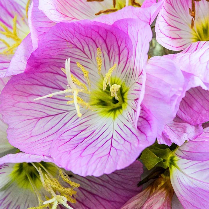 GardenPerspective – Engroshandel Ægte plante – 5 - Pink Evening Primrose Bare Root Flerårig haveplante2