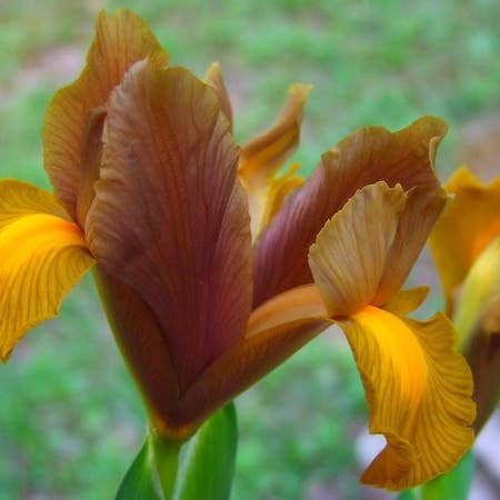 Thorsen's Greenhouse - Wholesale Live Plant - Dutch Iris 'Lion King' Bulbs - Perennial2