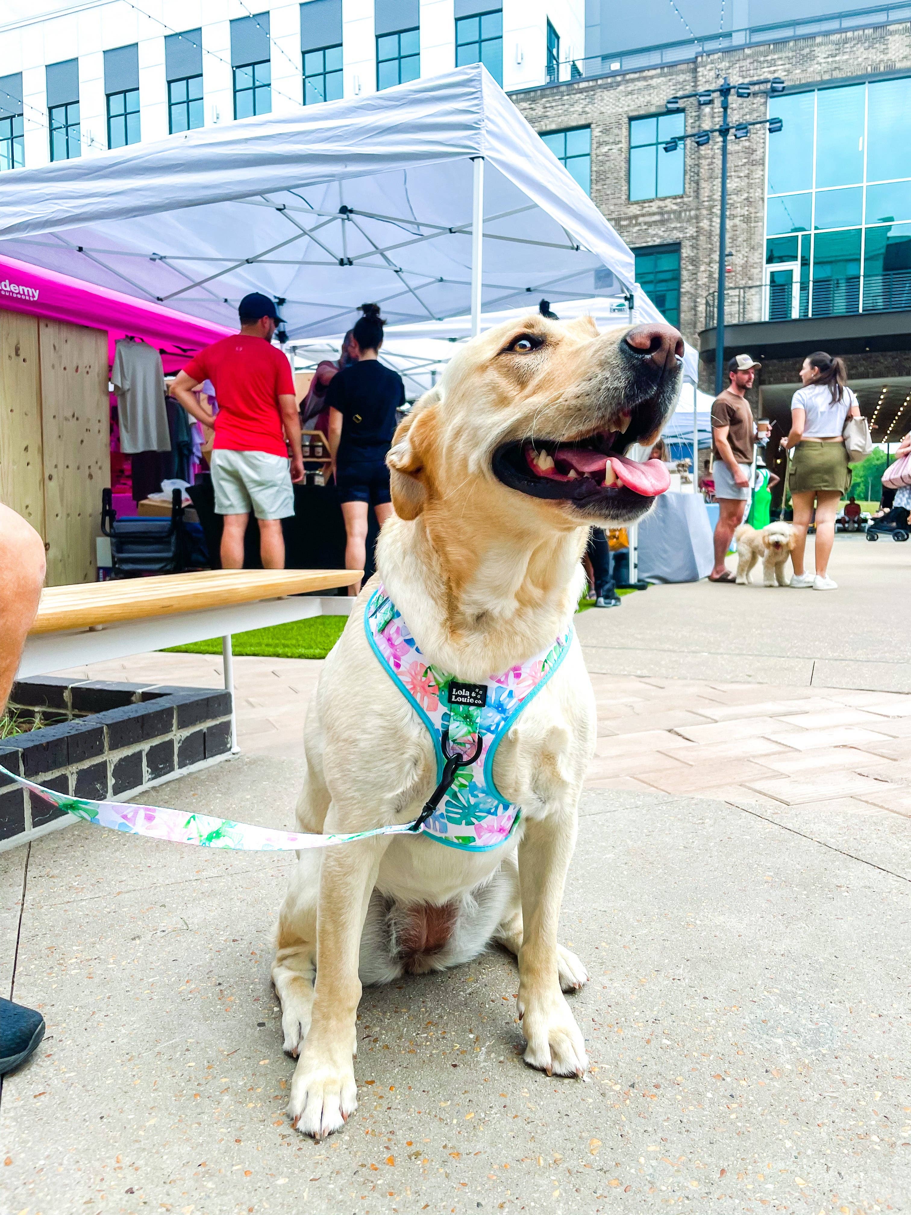 Lola & Louie co. - Wholesale Pet Harness - Dog - Adjustable Harness- Monstera3