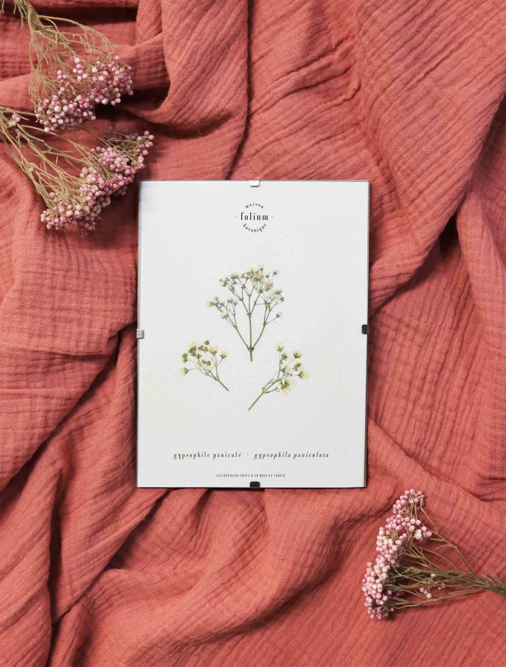 Folium - Maison Botanique - Wholesale Dried/Pressed Flowers - No. 17 · The Gypsophila7