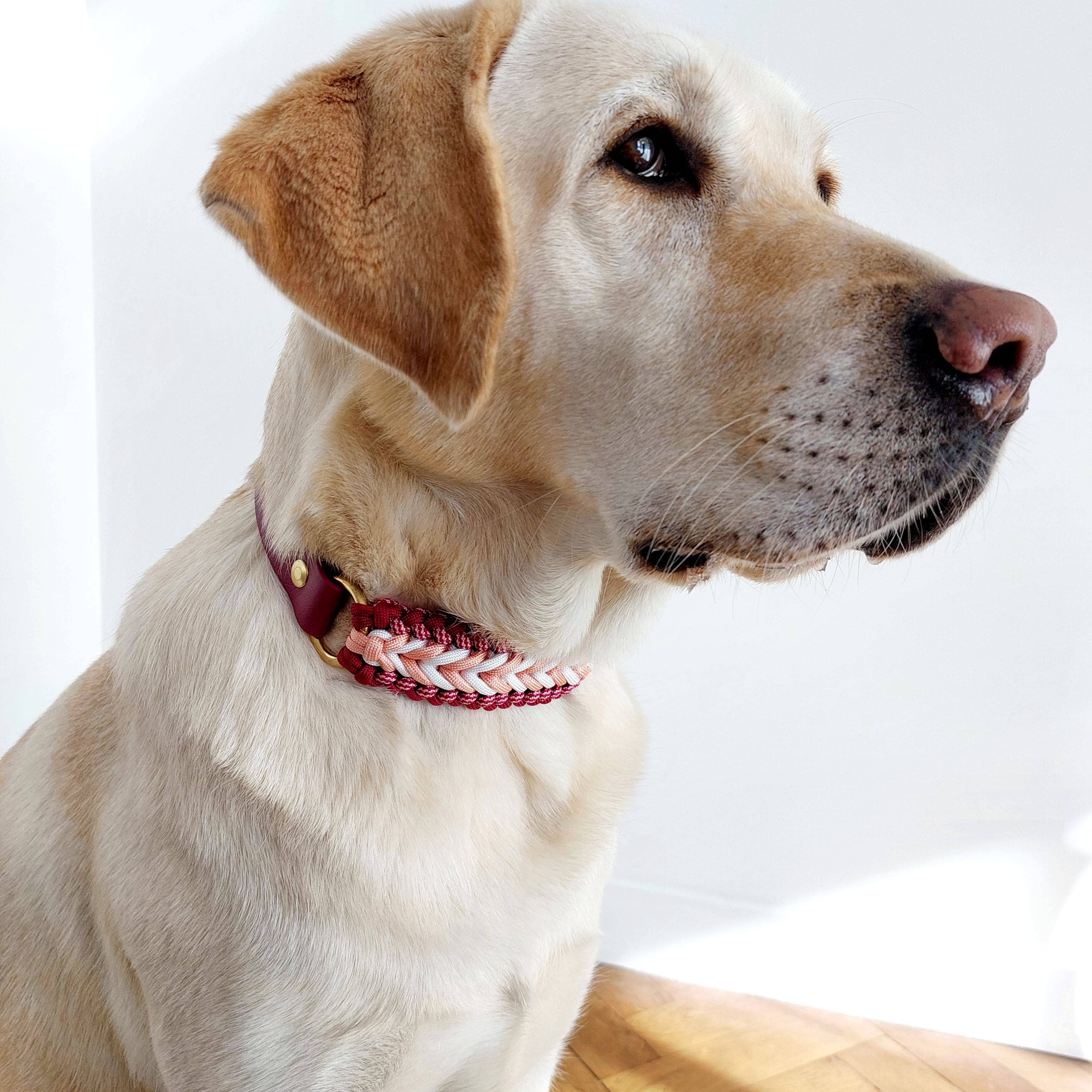 Truffe & Flair – wholesale Halsband - Hund – Flätat hundhalsband i Biothane och paracord - Hallonröd1