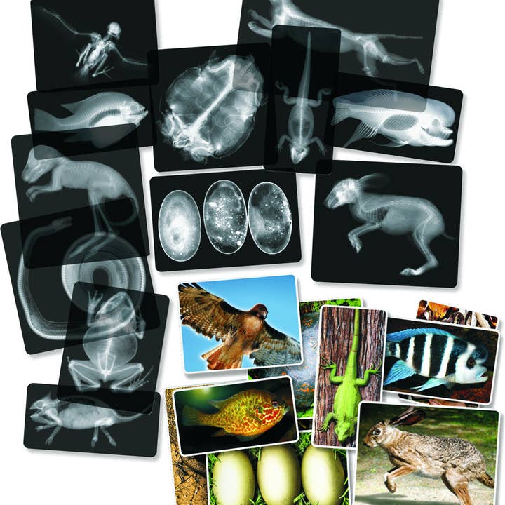 Animal X-Rays - Realistic STEM Learning Supply and other Purchase Wholesale roy toy. Free Returns & Net 60 Terms on Faire trending on Faire.