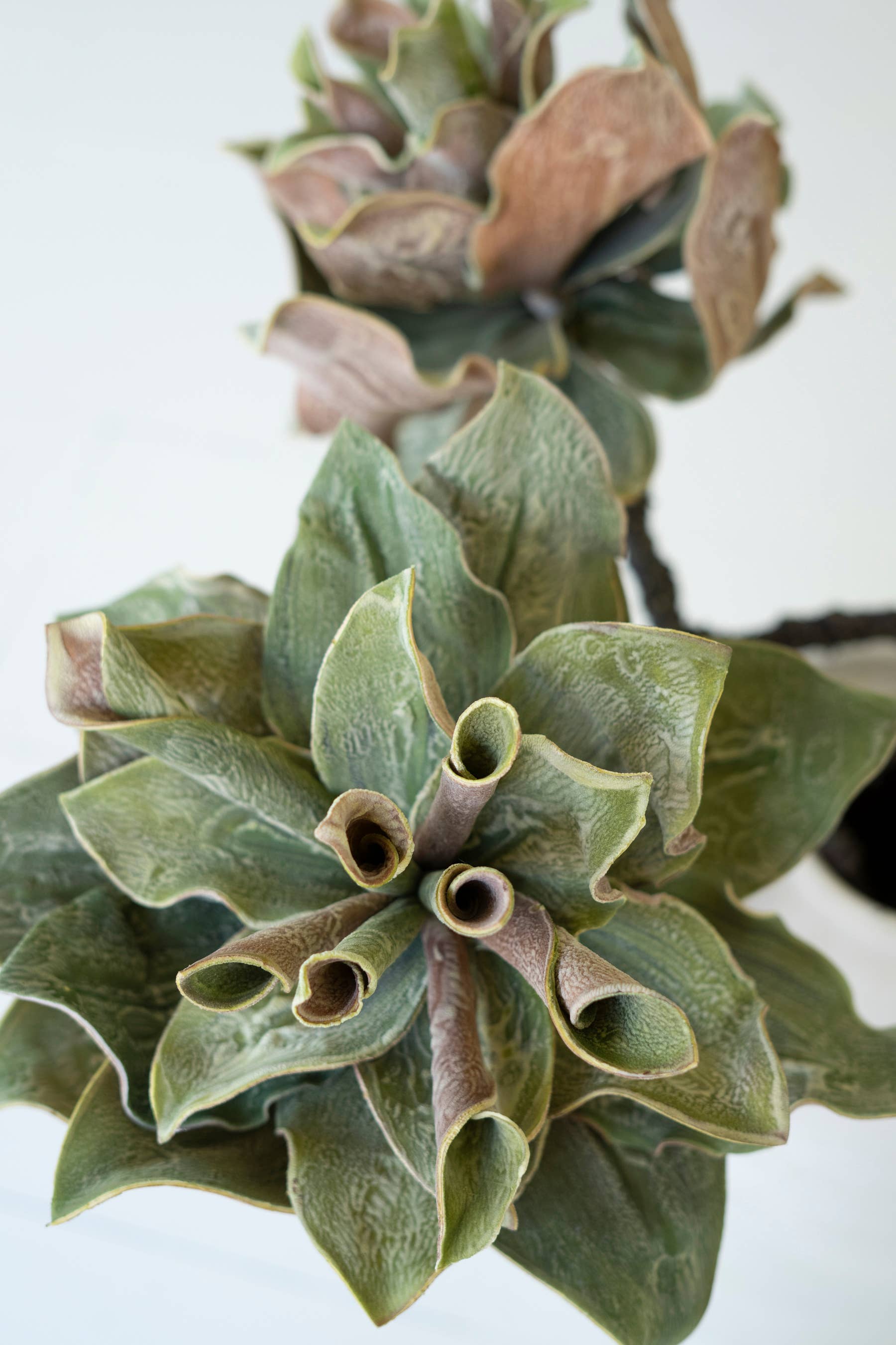 Multi BOTANICA #2809  for wholesale on Faire1