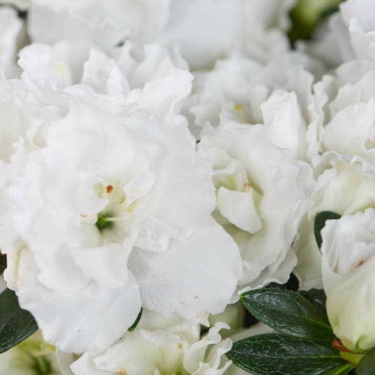 The Little Botanical – wholesale Live plant – Living Premium Azalea Mix – Gift Wrapped with Ribbon6